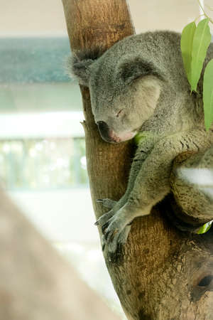 Koalas sleep on the branches look cuteの写真素材