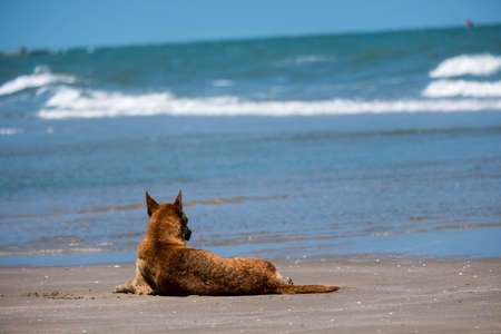 The dog lies by the sea. With a comfortable posture.の写真素材