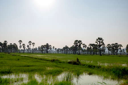 Evening sky view has a beautiful palm tree background , landscape thailandの写真素材