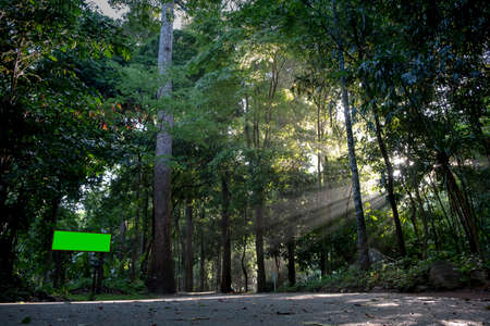 The road in the deep forest in the morning, the sun shining down on the ground.の写真素材