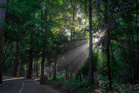 The road in the deep forest in the morning, the sun shining down on the ground.の写真素材