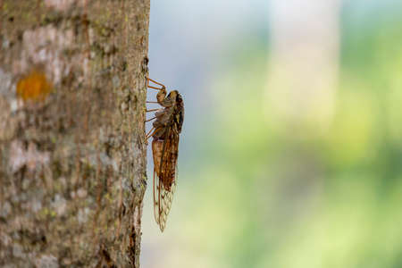 cicada on the tree sounded wildly wild.の写真素材