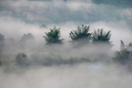 Forest and mist in the morning. From the viewpoint of the plateau. Phetchabun Province, Thailandの写真素材