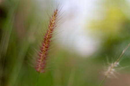 Close-up grass In the morning, in the middle of the forest.の写真素材