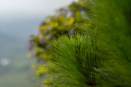 The green pine in close proximity has a beautiful bokeh.の写真素材