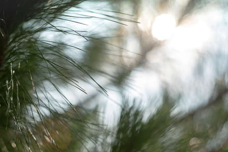 The green pine in close proximity has a beautiful bokeh.の写真素材