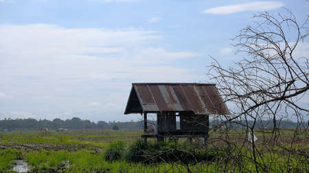 Abandoned paddy fields in the rice paddy enough to allow the peasants to avoid sun.の写真素材