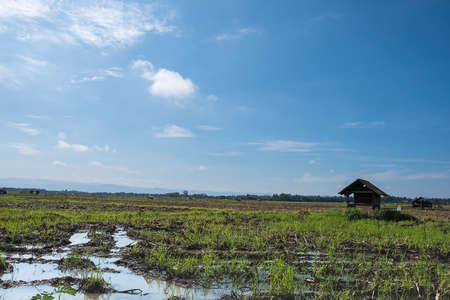 Abandoned paddy fields in the rice paddy enough to allow the peasants to avoid sun.の写真素材