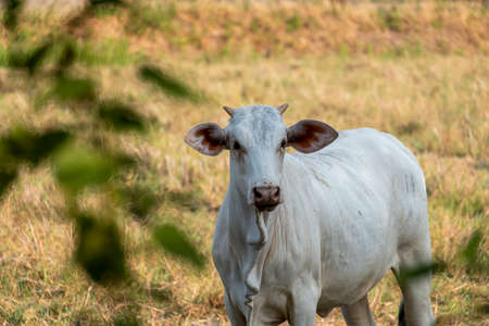 The cow was scared. And stood looking anxiouslyの写真素材