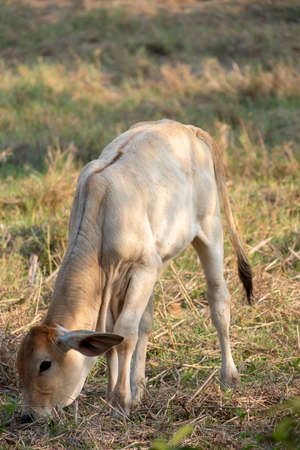 Calf Grasshopper Delicious at the field.の写真素材