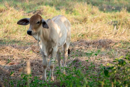 The calf stands in the middle of the field and is looking for a cow.の写真素材