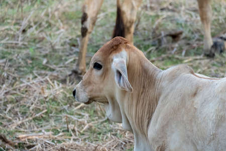 The calf stands in the middle of the field and is looking for a cow.の写真素材