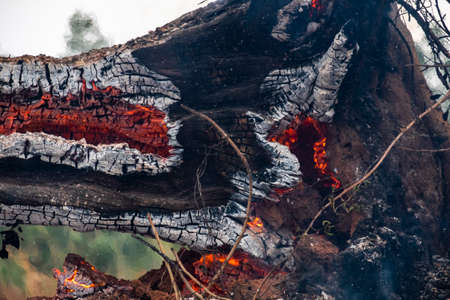 Burning fire From the burning of the farmer.の写真素材