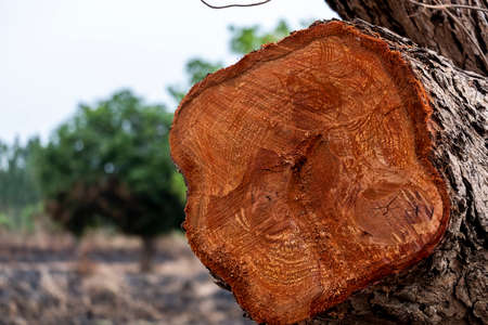 The tree was cut to make firewood.の写真素材