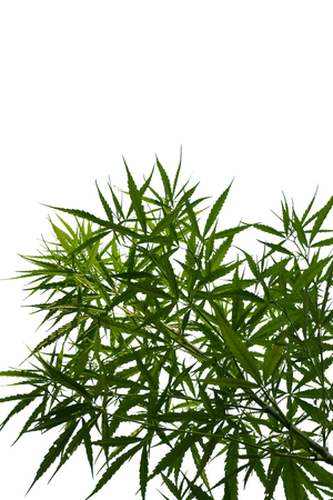 Marijuana leaves isolated on white background.の写真素材
