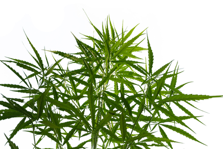 Marijuana leaves isolated on white background.の写真素材