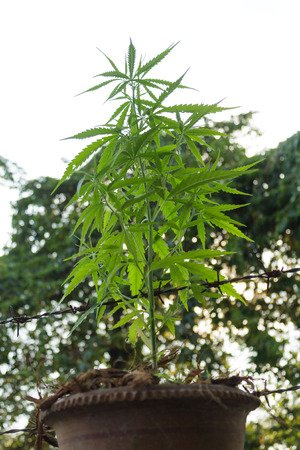 Marijuana leavesの写真素材