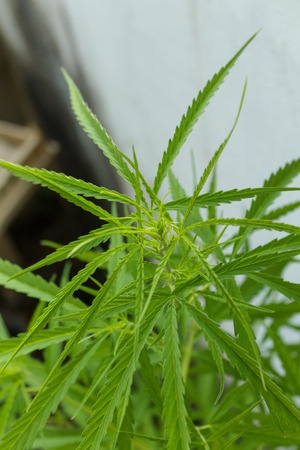 Marijuana leavesの写真素材