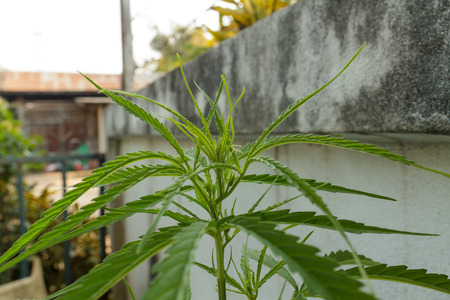 Marijuana leavesの写真素材