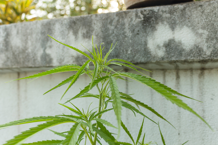 Marijuana leavesの写真素材