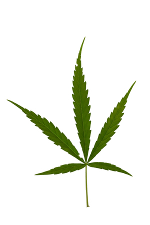Marijuana leaves isolated on white background.の写真素材
