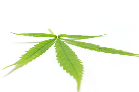 Marijuana leaves isolated on white background.の写真素材