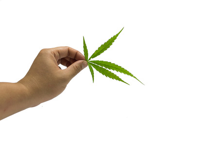 Marijuana leaves isolated on white background.の写真素材