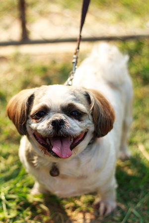 Happy Dog with Tongue Outの写真素材