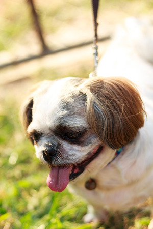 Happy Dog with Tongue Outの写真素材