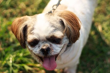 Happy Dog with Tongue Outの写真素材