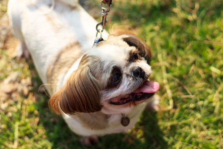 Happy Dog with Tongue Outの写真素材