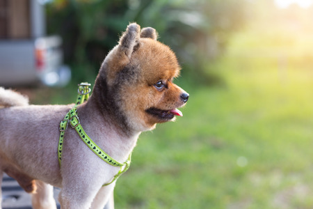 Dogの写真素材