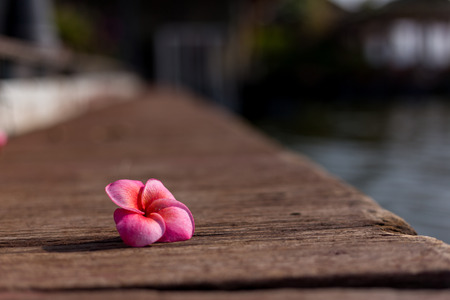 Plumeriaの写真素材