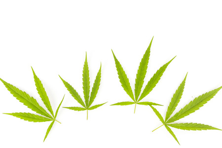Marijuana leaves isolated on white background.の写真素材