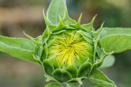 sunflowerの写真素材
