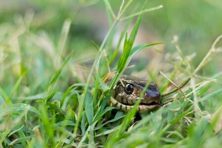 Reticulated python on grassの写真素材