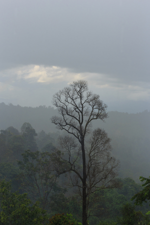 Dry treeの写真素材
