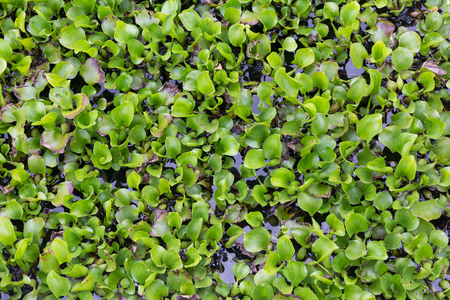 Green leaves of Pistiaの写真素材