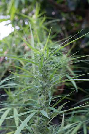 cannabisの写真素材