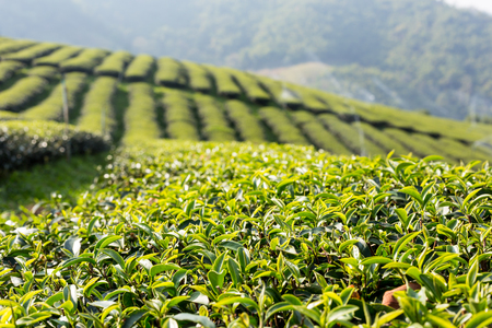 Tea plantation in sunset time. Nature backgroundの写真素材