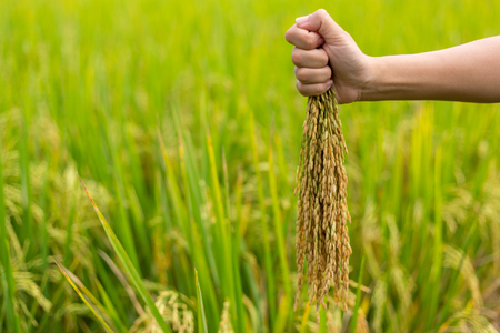 Farmer woman hand holding riceの写真素材