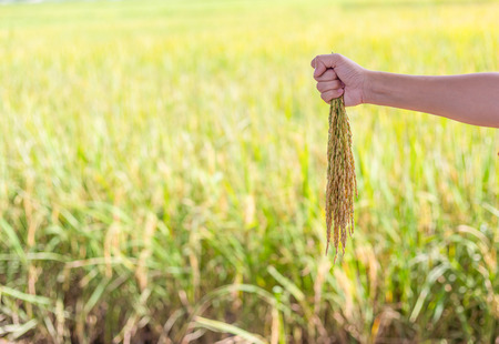 Farmer woman hand holding riceの写真素材