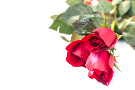 red rose isolated on white backgroundの写真素材