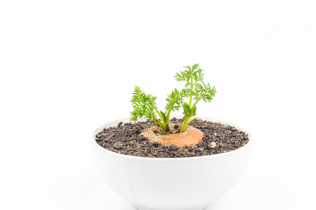 Young carrot plant isolated on whiteの写真素材