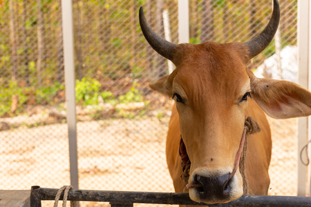 brown cow in thailandの写真素材