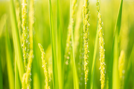 Green Rice Paddy Fieldsの写真素材