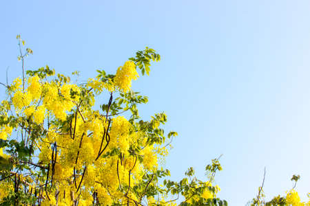 Cassia fistula in the garden.Copy spaceの写真素材