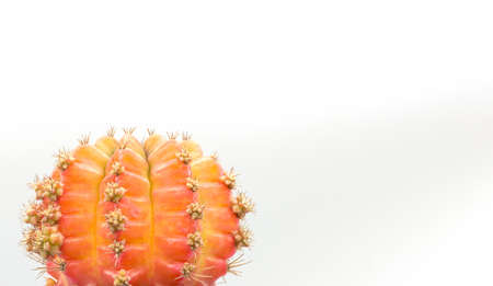 Orange Cactus isolated on white background,Copy space,Close up
