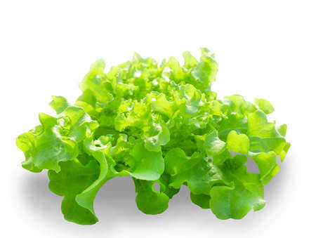 Oak leaf lettuce isolated on white background with copy space.の写真素材
