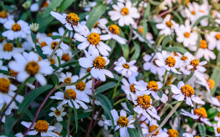 Beautiful spring flowersの写真素材